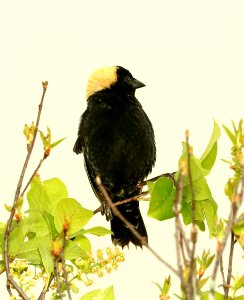 928 - BOBOLINK (6-3-2018) muniscong wildlife area, chippewa co, mi -01
