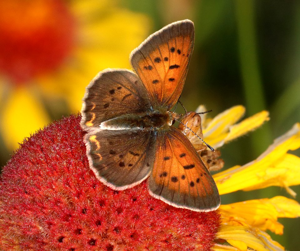 COPPER, LILAC-BORDERED (Lycaena nivalis) (7-19-2020) 8500 ft, near dead indian pass, park co, wy -04