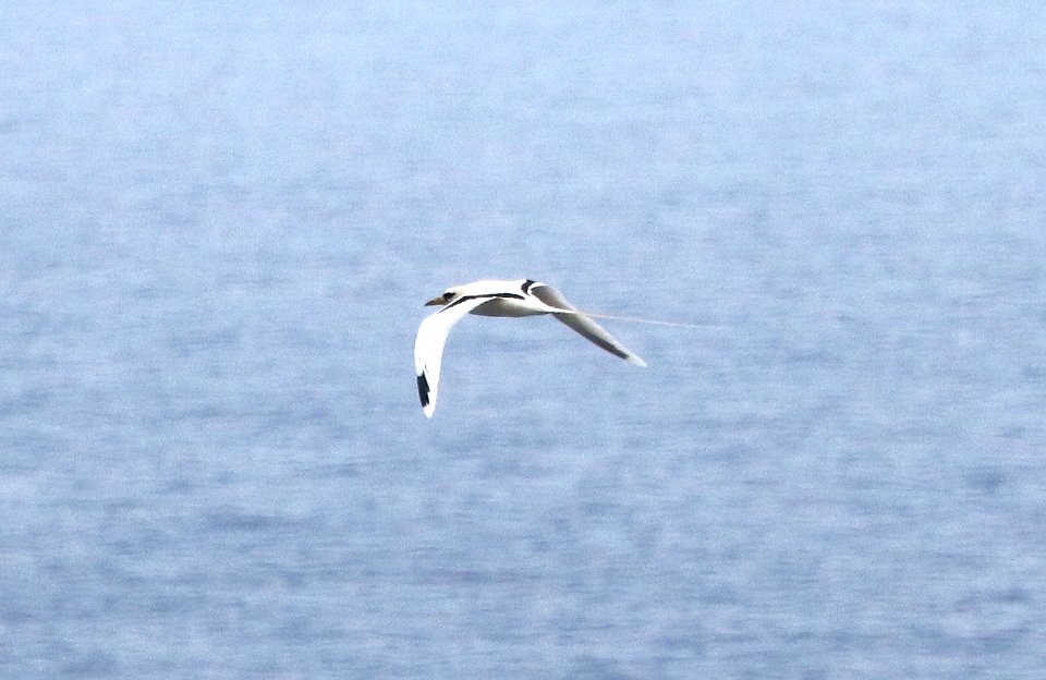 WHITE-TAILED TROPICBIRD (9-10-2017)  honu'apo scenic rest stop, just west of whittington beach park, hawai'i co, hawaii -01