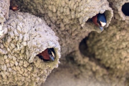 Cliff swallows (Petrochelidon pyrrhonota) on their nest