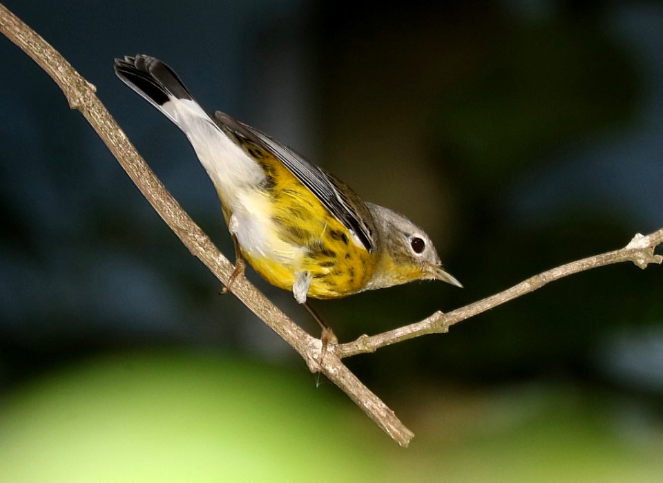826 - MAGNOLIA WARBLER (11-6-2016) convention center, south padre island, cameron co, tx -03