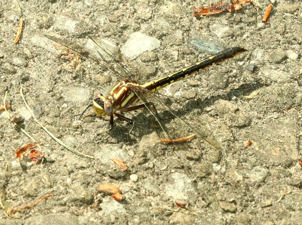 MEADOWHAWK, BLACK (Sympetrum danae) (6-4-2018) schoolcraft co, mi -02