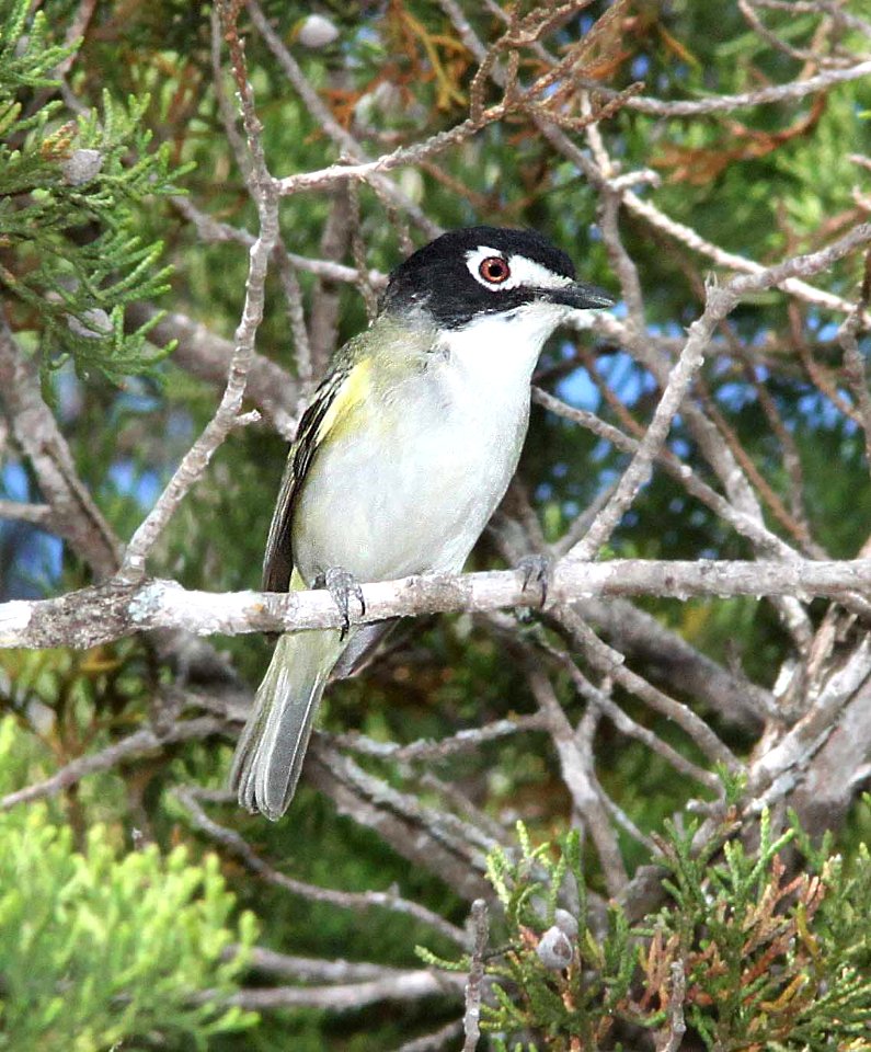 621 - BLACK-CAPPED VIREO (4-23-12) south of rocksprings, edwards co, tx  (1)