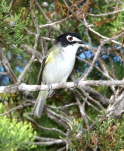 621 - BLACK-CAPPED VIREO (4-23-12) south of rocksprings, edwards co, tx  (1)