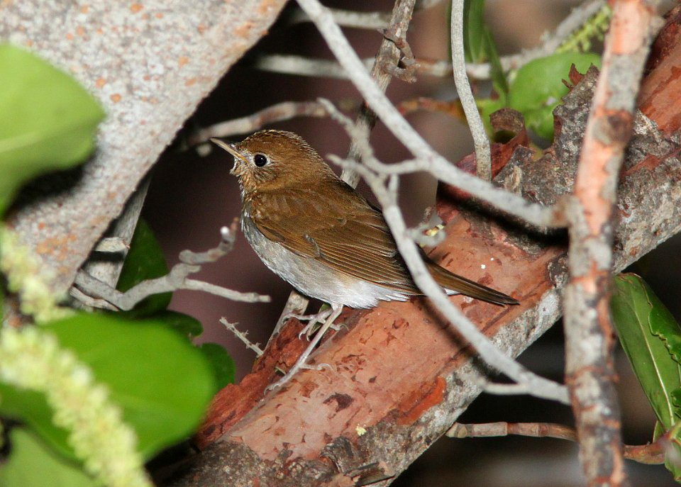 741 - VEERY (5-4-14) dry tortugas, monroe co, fl -01