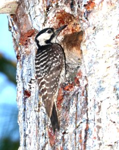 538 - RED-COCKADED WOODPECKER (6-9-2017) adult, patsy pond nature trail, croatan nat forest, carteret co, nc -07