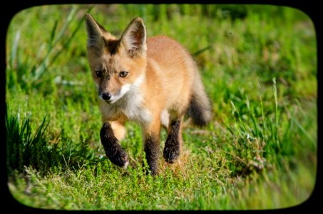 Young Red Fox photo