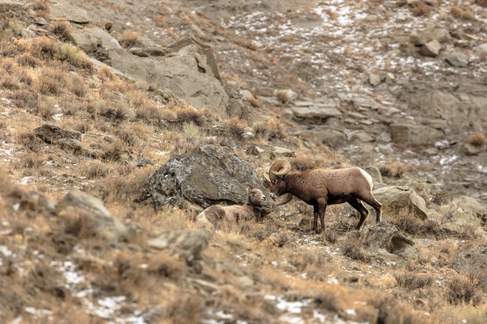 Bighorn ram and ewe during the rut in Gardner Canyon