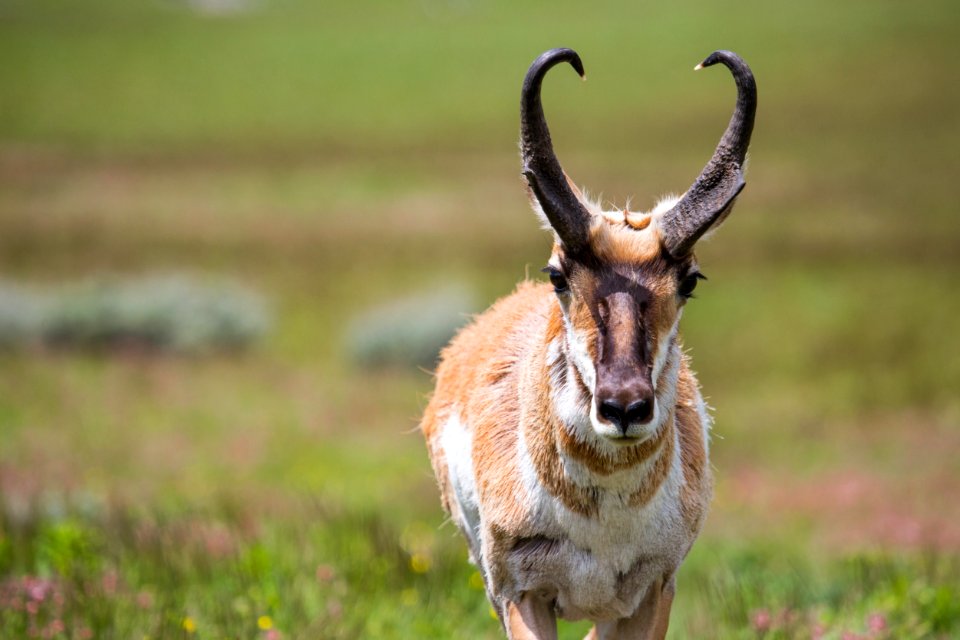 Pronghorn, Blacktail Deer Plateau