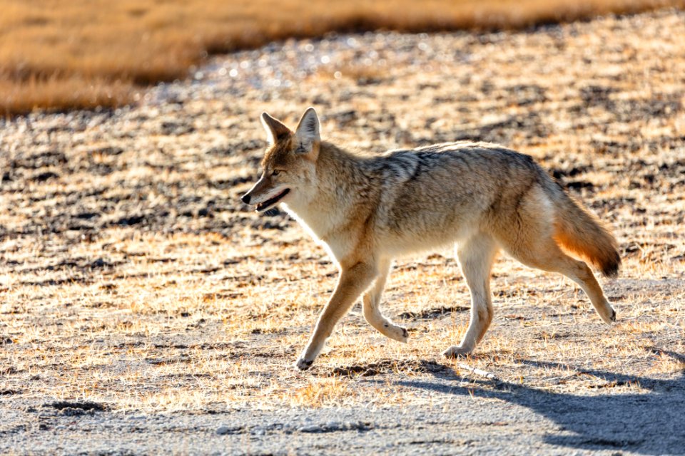 Coyote near Riverside Geyser