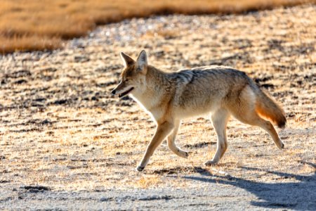 Coyote near Riverside Geyser photo