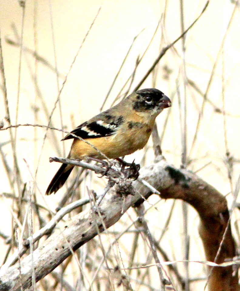 855 - MORELET'S SEEDEATER  (2-8-10) adult male, zacate creek, laredo, tx  (1)