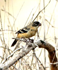 855 - MORELET'S SEEDEATER  (2-8-10) adult male, zacate creek, laredo, tx  (1)
