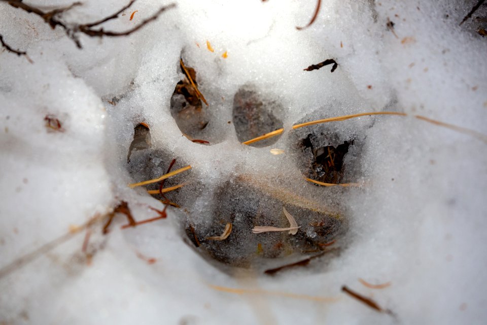 Cougar foot print