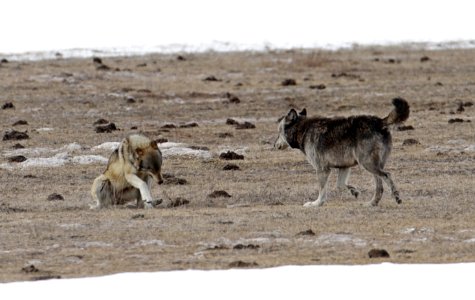 Alpha male (712) of the Canyon pack approaching a sub-ordinate in the Lower Geyser Basin