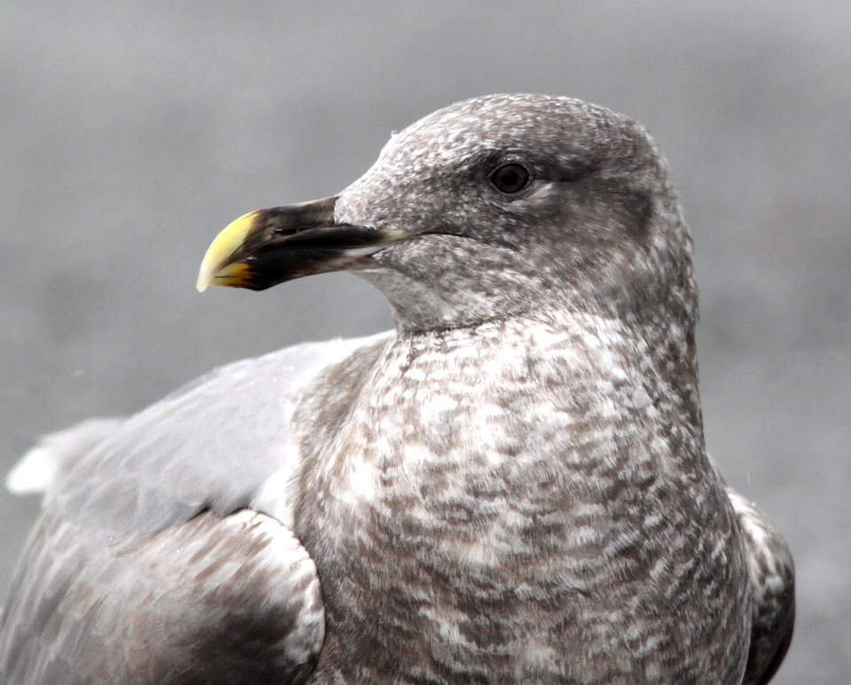GULL, GLAUCOUS-WINGED (11-30-12) courtenay, bc, canada -01