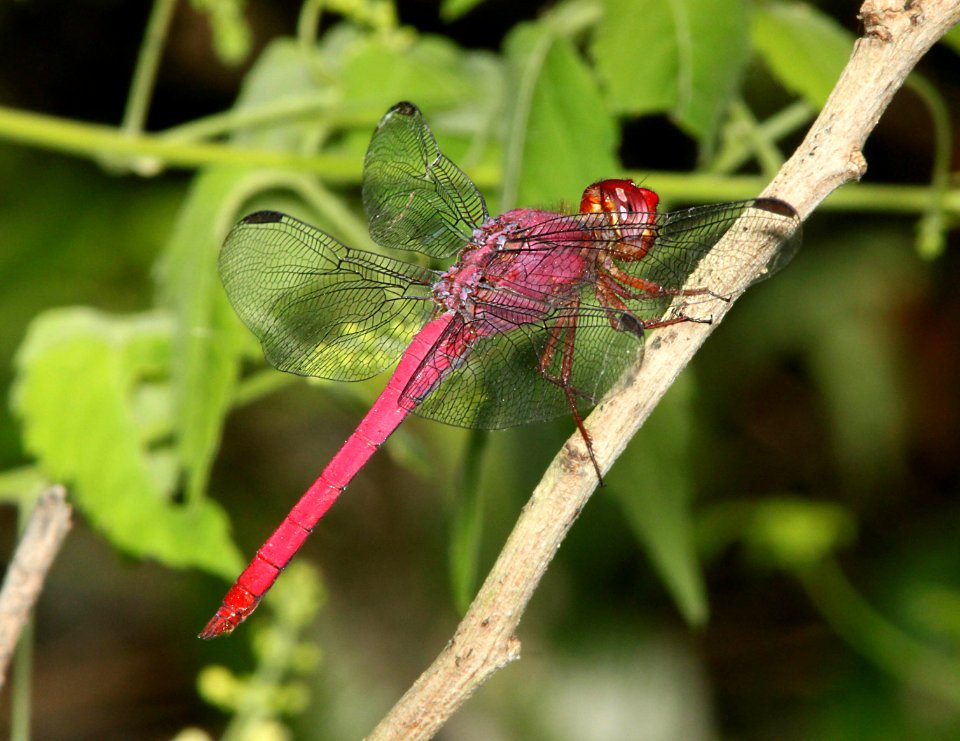 SKIMMER, ROSEATE (Orthemis ferruginae) (4-20-12) frontera audubon, weslaco, tx -01