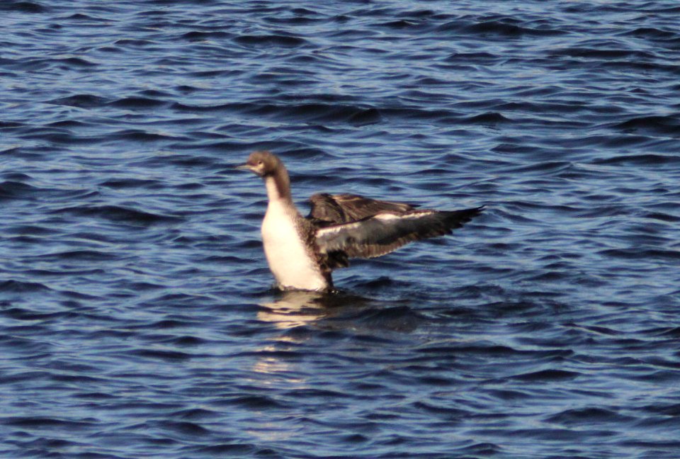LOON, PACIFIC (10-26-10) patagonia lake state park, scc, az -04
