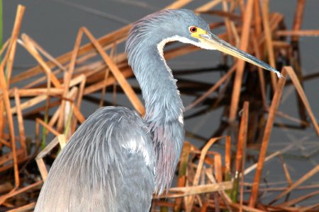 190 - TRICOLORED HERON (3-1-12) s padre island world bird center, tx  (5)