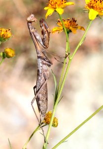 MANTID (Stagmomantis [californica] wheelerii), female (10-20-12) california gulch, w of nogales, scc, az -01