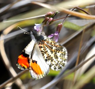 ORANGETIP, SOUTHWEST (Anthocharis thoosa) (3-21-2020) guindani trail, whetstone mts, cochise co, az (4)