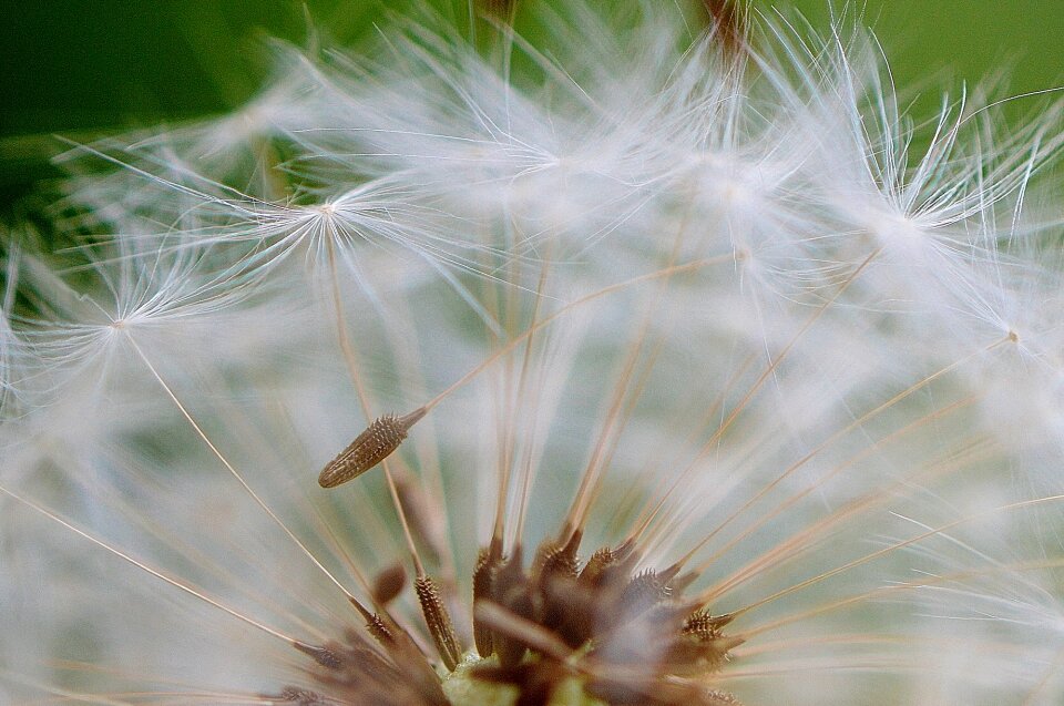 Plant close up nature