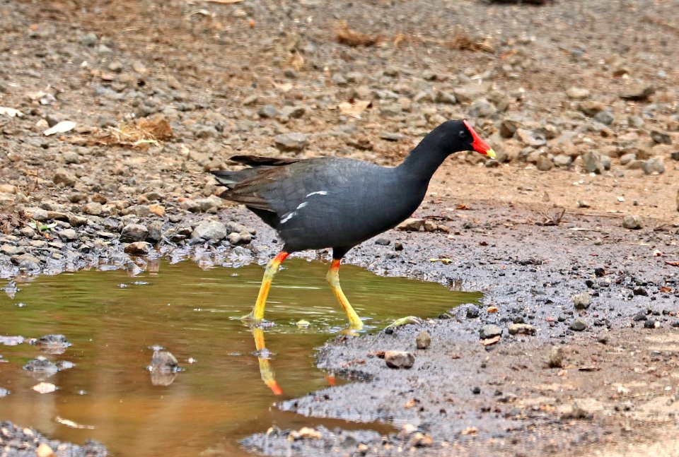 COMMON GALLINULE (4-28-2018) hawaiian race, hanalei nat wildlife refuge, kauai co, hawaii -01
