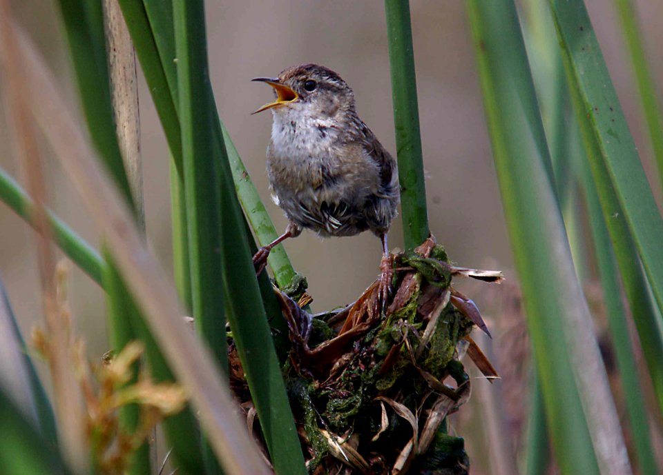 WREN, MARSH (5-05) oso flaco lake, slo co, ca