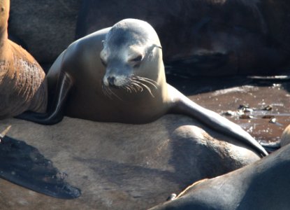 SEA LION, CALIFORNIA (Zalophus californicus) (12-27-11) moss landing, ca -02
