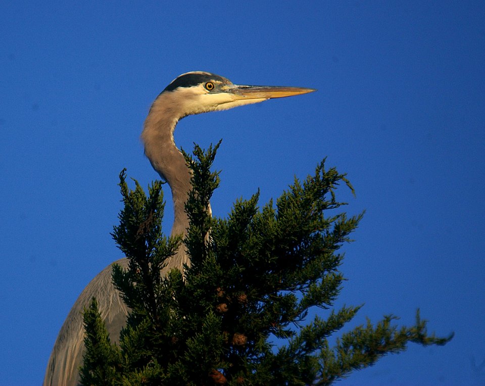 HERON, GREAT BLUE (11-4-06) morro bay, slo co, ca