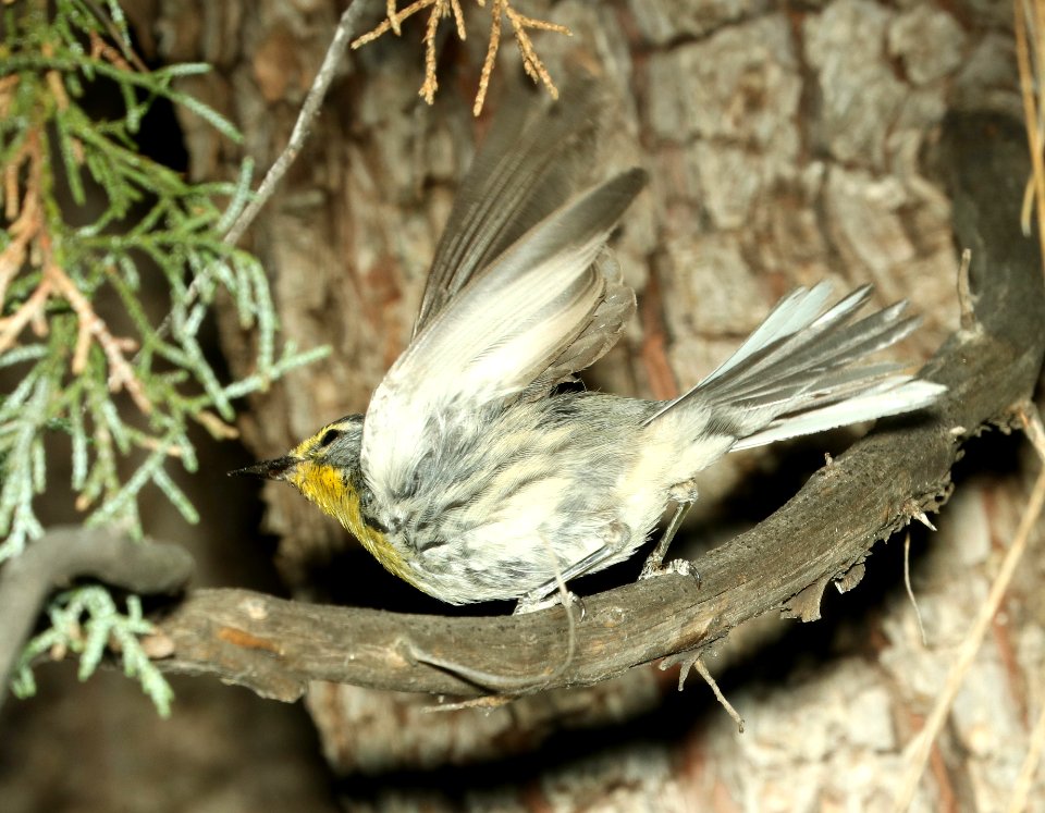 838 - GRACE'S WARBLER (7-4-2018) adult, timbercamp campground, tonto forest, gila co, az -01