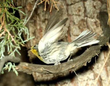 838 - GRACE'S WARBLER (7-4-2018) adult, timbercamp campground, tonto forest, gila co, az -01