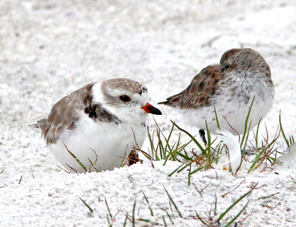 265 - PIPING PLOVER (2-1-13) manatee co, fl  (8)