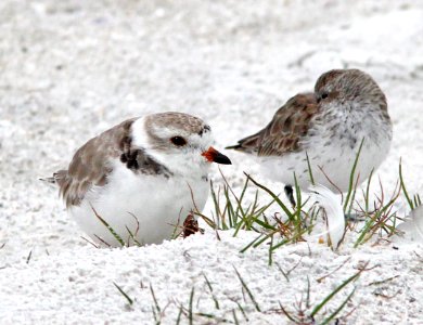 265 - PIPING PLOVER (2-1-13) manatee co, fl (8) photo