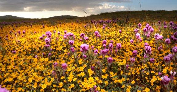 PADRONNES SPRINGS ROAD AREA, Carrizo Plain National Monument, San Luis Obispo Co, CA (4-9-2019) -16