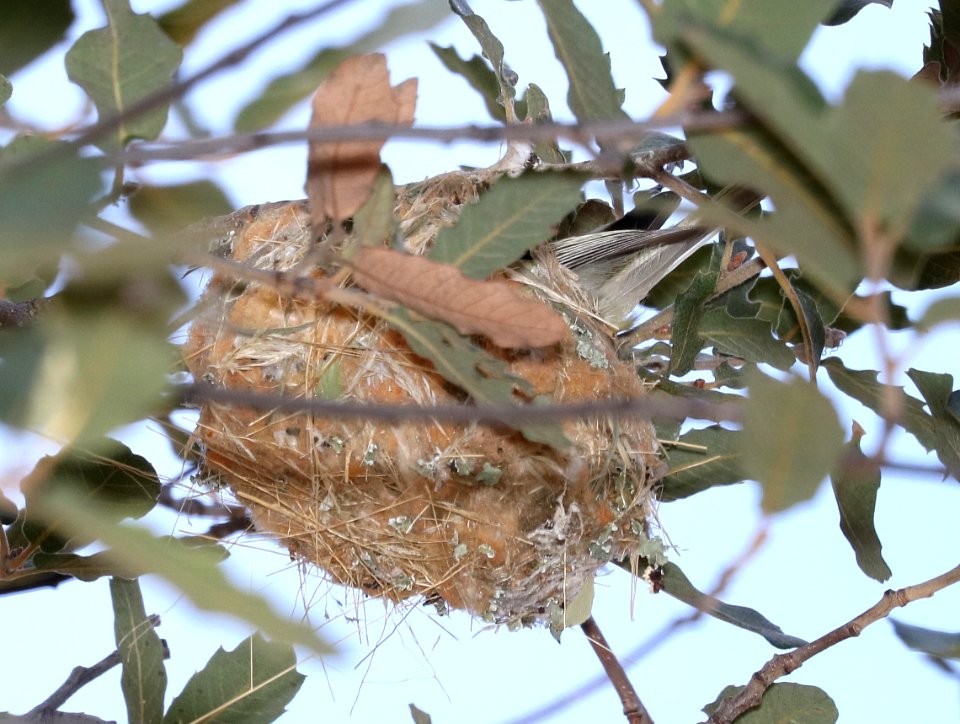 624 - PLUMBEOUS VIREO on nest (4-3-2017) near red mt road, patagonia mts, santa cruz co, az -01