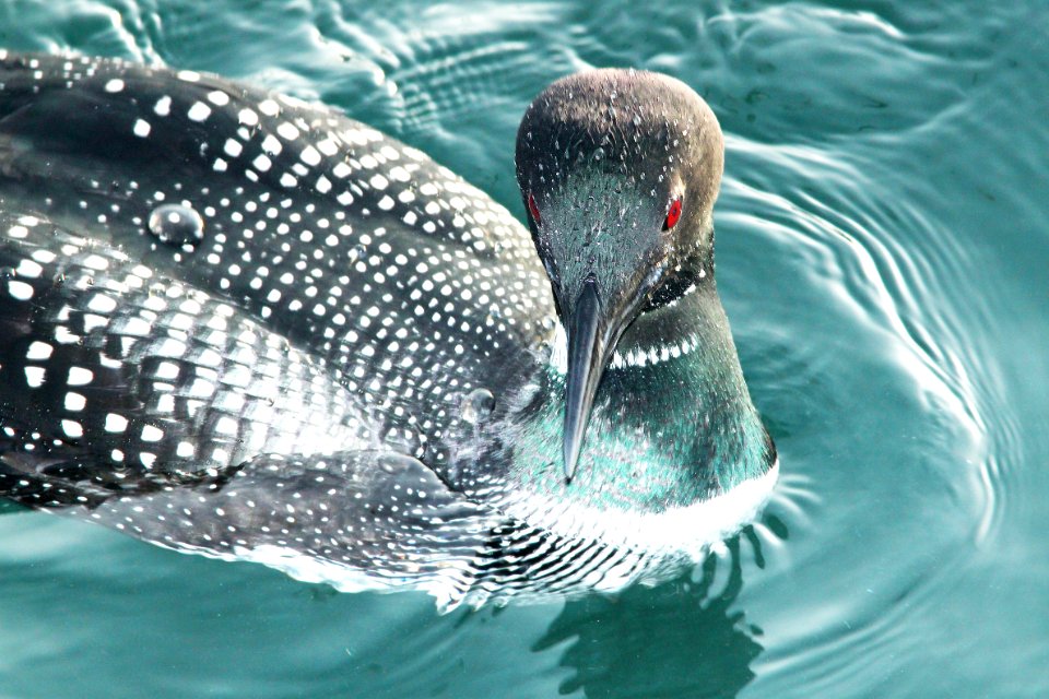 093 - COMMON LOON (3-23-10) morro bay, sloco, ca (5)