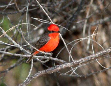 589 - VERMILLION FLYCATCHER (3-22-11) patagonia lake, scc, az - (3)