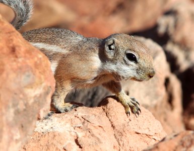 SQUIRREL, WHITE-TAILED ANTELOPE (Ammospermophilus leucurus) (10-13-11) burr point, garfield co, ut -04 photo