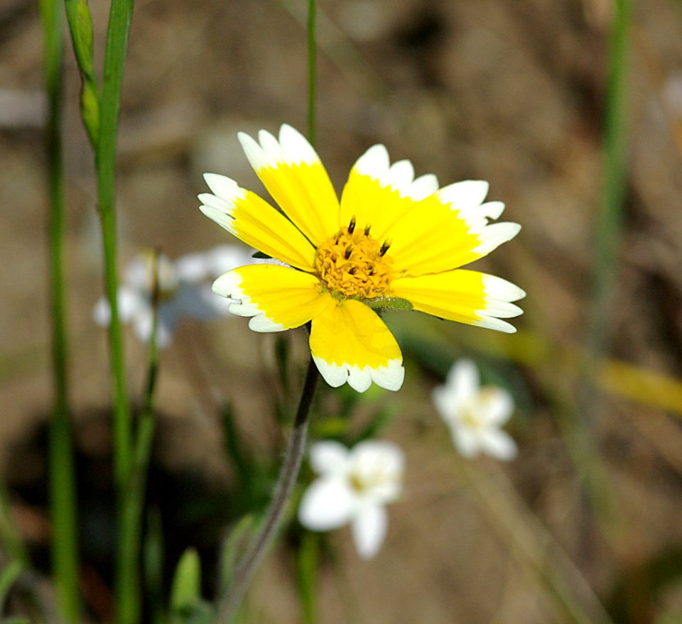COASTAL TIDY TIP (layia platyglossa) 94-17-07) res cyn, san luis obispo, slo co, ca -2