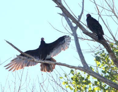 VULTURE, TURKEY (9-10-10) blue haven rd, patagonia, scc, az -04