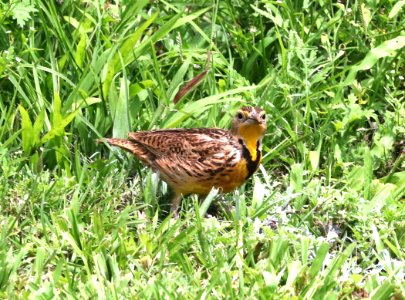 WESTERN MEADOWLARK (4-28-2018) kilauea lighthouse, kauai co, hawaii (2)