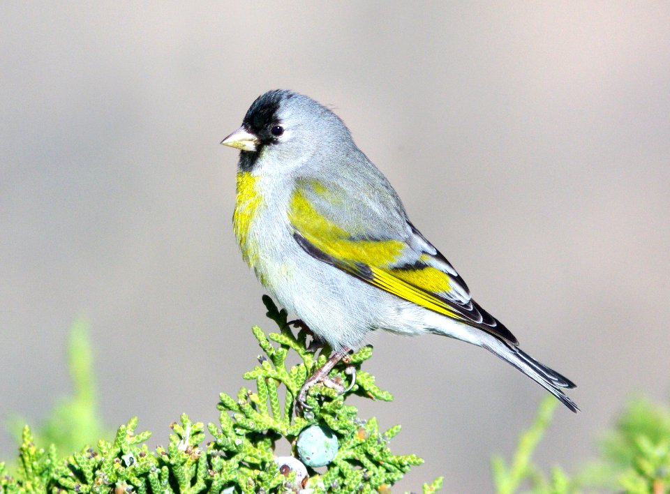 972 - LAWRENCE'S GOLDFINCH (3-30-09) quail springs, carrizo plain nat mon, slo co, ca (20)