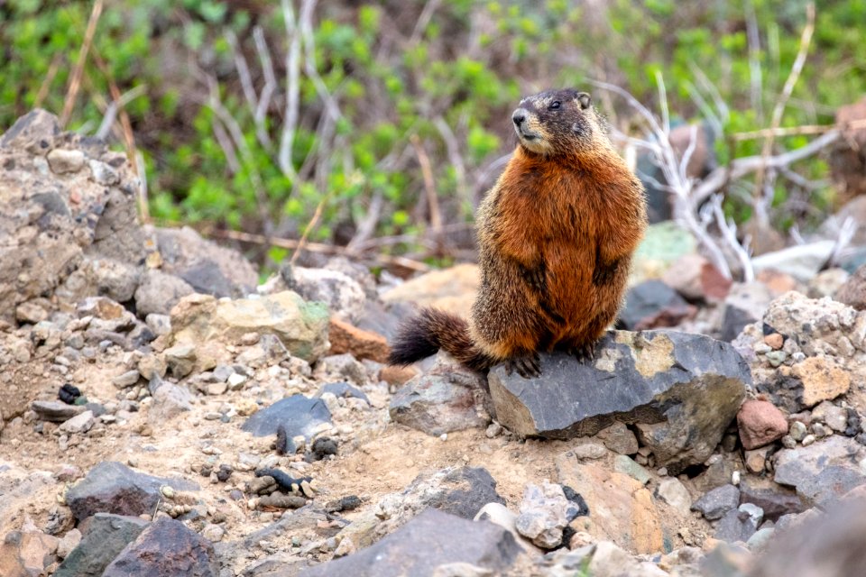 Marmot near Dunraven Pass