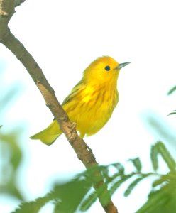 829 - YELLOW WARBLER (4-26-2019) convention center, south padre island, cameron co, tx -02 photo
