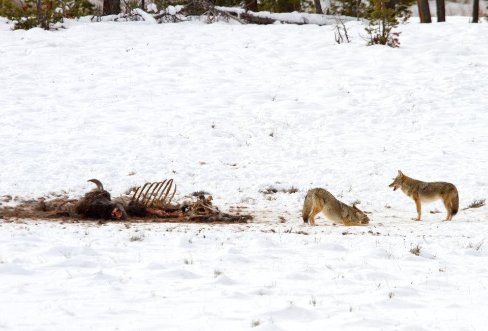 Coyotes and bison carcass