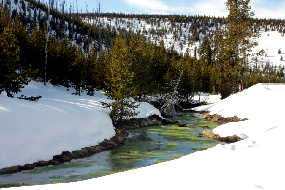 Warm springs spike-rush