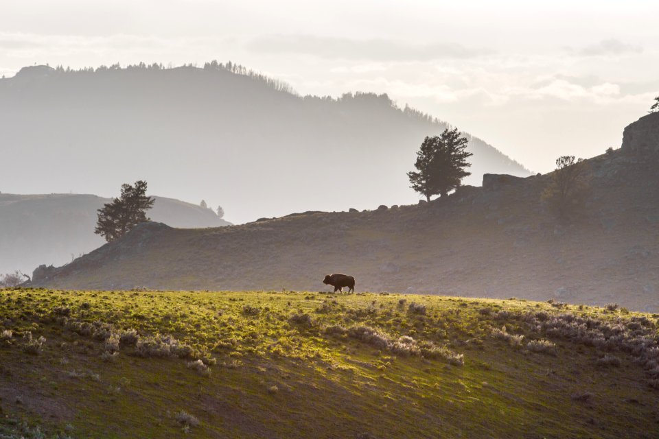 Bison on ridge, Lamar Valley