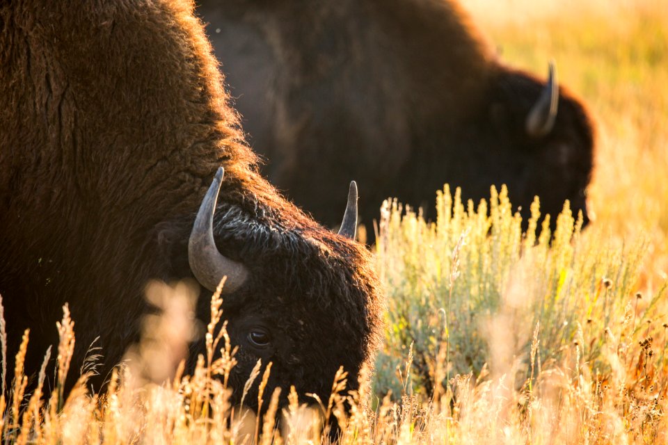 Bull bison, Blacktail Deer Plateau