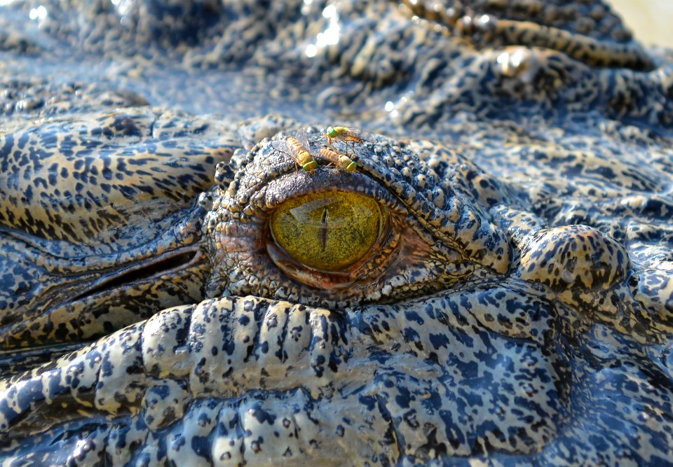 Crocodiles eye with flies